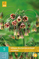Karta - Česnek - Allium Nectaroscordum Siculum (5 cibulí) "A"