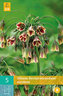 Karta - Česnek - Allium Nectaroscordum Siculum (5 cibulí) "A"