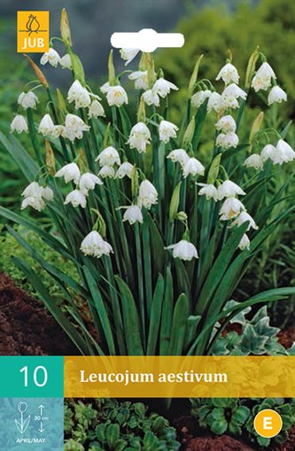 Karta - Bledule - Leucojum Aestivum (10 cibulí) "C"
