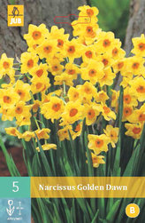 Karta - Narcis - Golden Dawn (5 cibulí) "B"