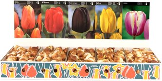 Box - Tulipán Single Late (350 cibulí)