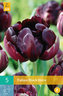 Karta - Tulipán - Black Hero (5 cibulí) "C"