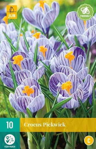 Karta - Krokus - Pickwick (10 cibulí) "C"