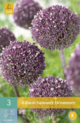 Karta - Česnek - Allium Summer Drummer (3 cibulí) "B"