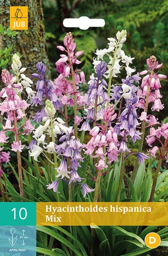 Karta - Hyacintovec - Hispanica Mix (10 cibulí) "C"