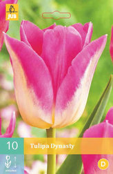 Karta - Tulipán - Dynasty (10 cibulí) "C"