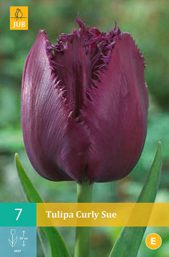 Karta - Tulipán - Curly Sue (7 cibulí) "C"