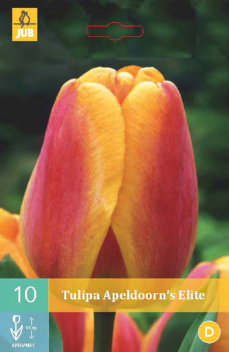 Karta - Tulipán - Apeldoorn´s Elite (10 cibulí) "B"
