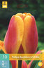 Karta - Tulipán - Apeldoorn´s Elite (10 cibulí) "B"