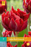 Karta - Tulipán - Red Princess  (7 cibulí) "C"