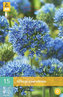 Karta - Česnek - Allium Caeruleum (15 cibulí) "B"
