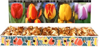 Box - Tulipán Darwin Hybrid (350 cibulí)