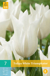 Karta - Tulipán - White Triumphator (7 cibulí) "C"