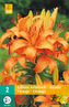 Karta - Lilie - Asiatic Orange (2 cibule) "B"