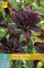 Karta - Lilie - Asiatic Black (2 cibule) "B"
