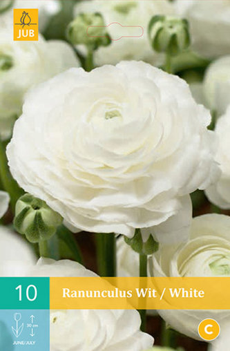 Karta - Pryskyřník - Ranunculus  White (10 cibulí) "B"