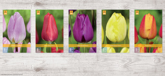 Box - Tulipán Single Early (350 cibulí)