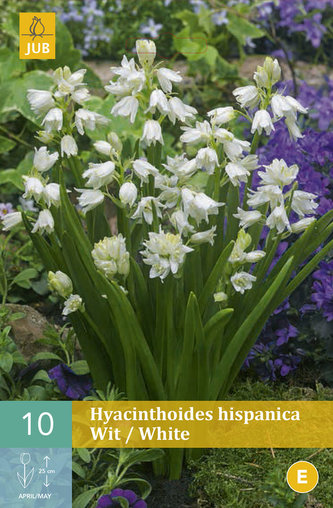 Karta - Hyacintovec - Hispanica White (10 cibulí) "C"