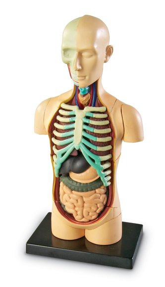 Anatomický model ľudského tela
