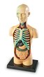 Anatomický model ľudského tela