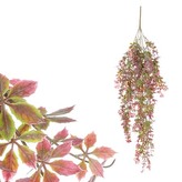 Převis Přísavník pětiprstý, bordó  barva.