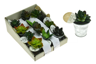Dekorativní sukulent (9-11cm) - Jako živý, 1ks
