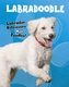 Labradoodle