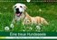 Eine treue Hundeseele - Golden Retriever (Wandkalender 2023 DIN A4 quer)