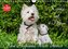Kobold auf 4 Pfoten - West Highland White Terrier (Wandkalender 2023 DIN A4 quer)