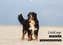 Liebling BERNER SENNENHUND (Wandkalender 2023 DIN A2 quer)