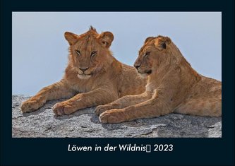 Löwen in der Wildnis 2023 Fotokalender DIN A4