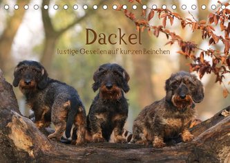 Dackel - lustige Gesellen auf kurzen Beinchen (Tischkalender 2023 DIN A5 quer)