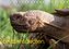 Landschildkröten (Tischkalender 2023 DIN A5 quer)