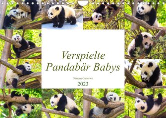 Pandabär Babys (Wandkalender 2023 DIN A4 quer)