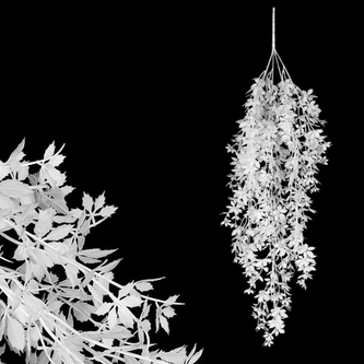 Převis Přísavník pětiprstý, krémová  barva.