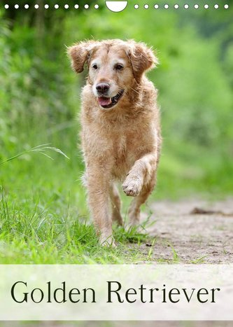 Golden Retriever (Wandkalender 2023 DIN A4 hoch)