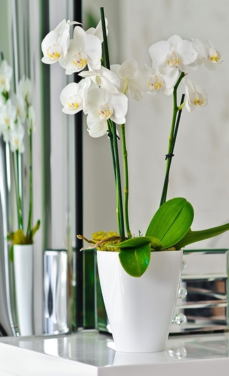 Květináč na orchideje bílý 13x9x9 cm
