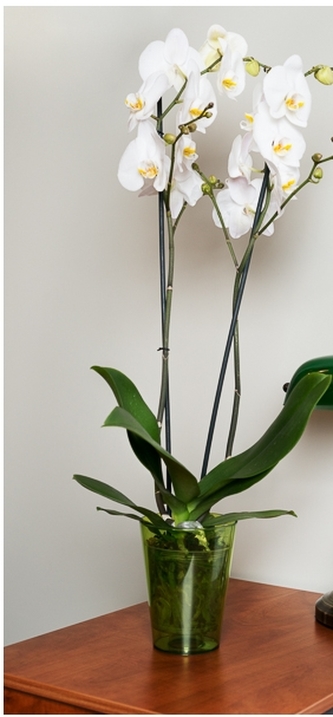 Květináč na orchideje průhledný zelený 16,5x12 cm