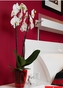 Květináč na orchideje průhledný červený 16,5x12x12 cm