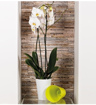 Květináč Simple na orchideje krém 17x13 cm