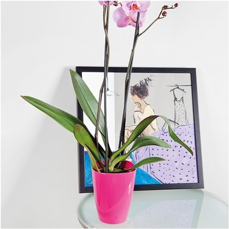 Květináč na orchideje růžový 13x9x9 cm