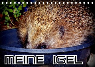 Meine Igel (Tischkalender 2023 DIN A5 quer)