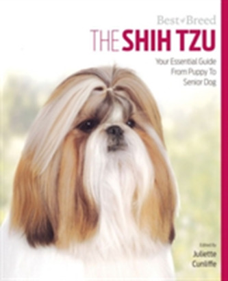 Shih Tzu Best of Breed