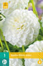 Karta - Jiřina WHITE ASTER (1 hlíza) "B"