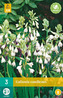 Karta - Litoška Galtonia CANDICANS (3 cibule) "B"