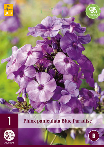Karta - Plamenka PANICUL. BLUE PARADISE (1 hlíza) "B"