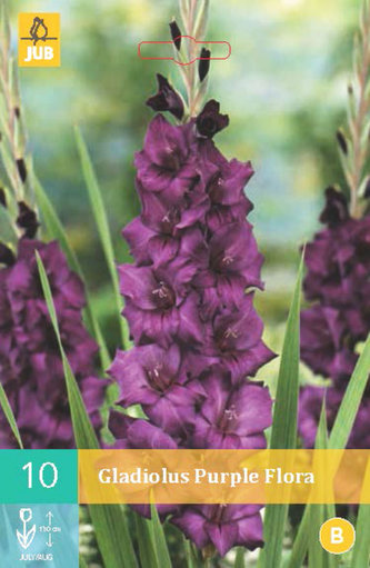 Karta - Mečík PURPLE FLORA (10 cibulí) "B"
