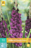 Karta - Mečík PURPLE FLORA (10 cibulí) "B"