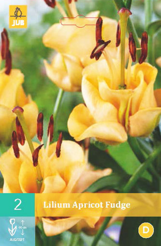 Karta - Lilie APRICOT FUDGE (1 cibule) "B"