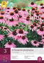 Karta - Třapatka Echinacea nachová (3 hlízy) "B"